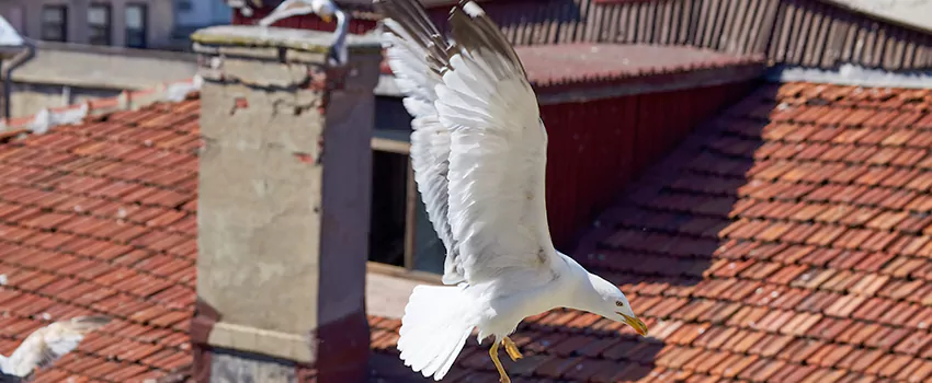 Residential Chimney Animal Removal Solution in Stevens Point, WI
