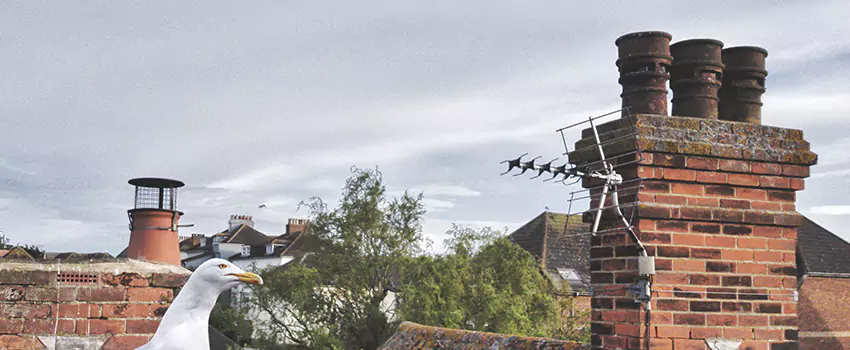 Chimney Cleaning And Restoration in Stevens Point, Wisconsin